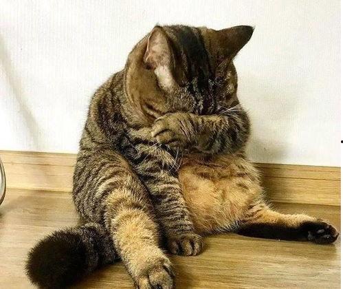 胖猫反转免费吃瓜,免费吃瓜背后的惊喜真相